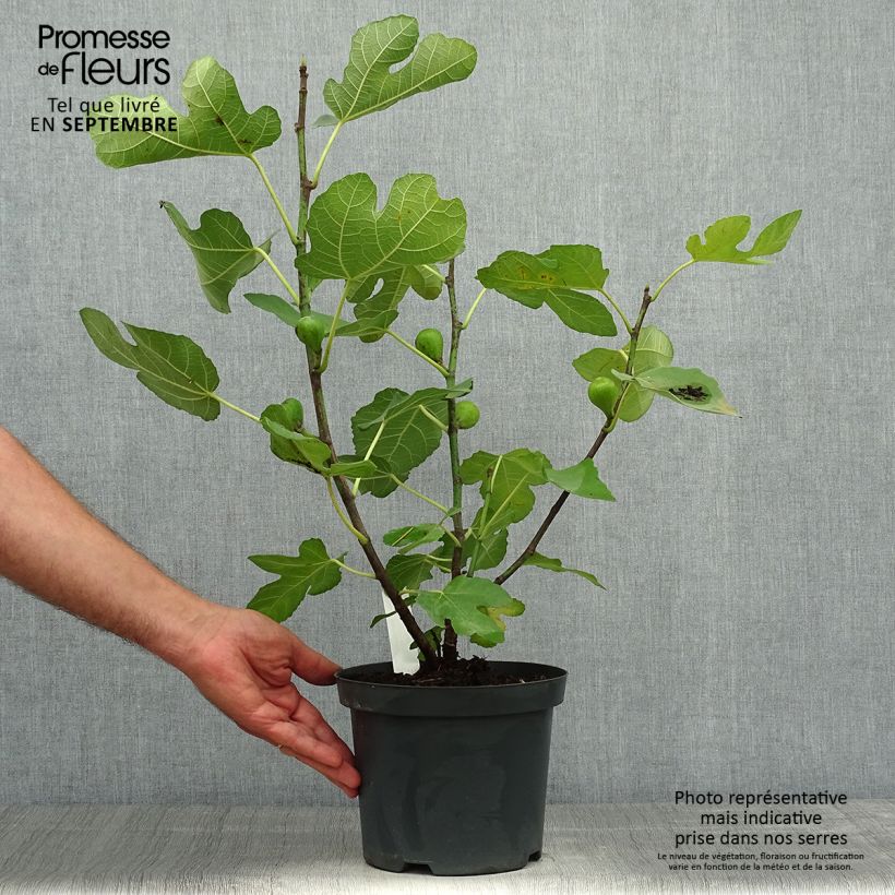 Example of Feige Portogallo - Ficus carica Topf mit 2L/3L, Strauch as you get in automne