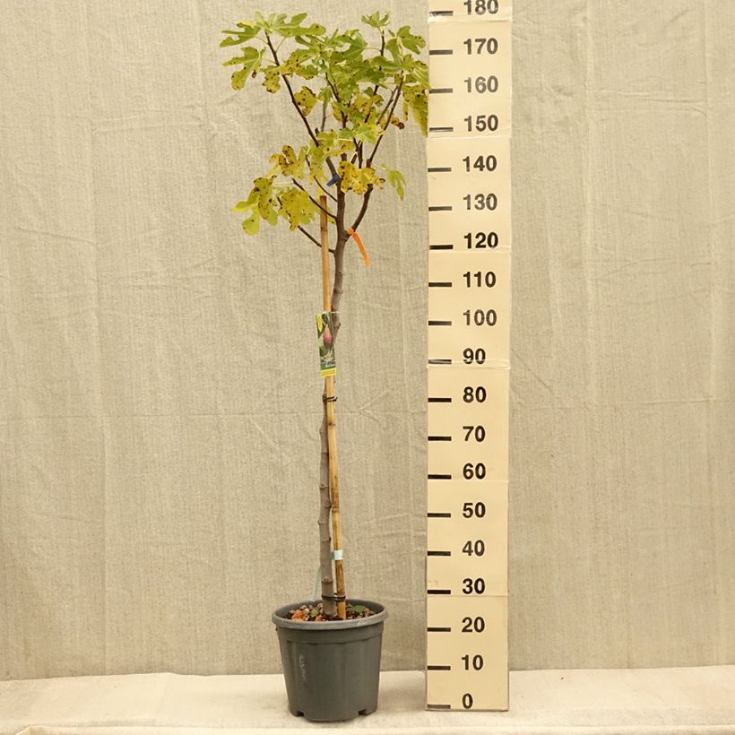 Example of Feige Grise de Tarascon - Ficus carica Topf mit 12L/15L, Halbstamm as you get in automne