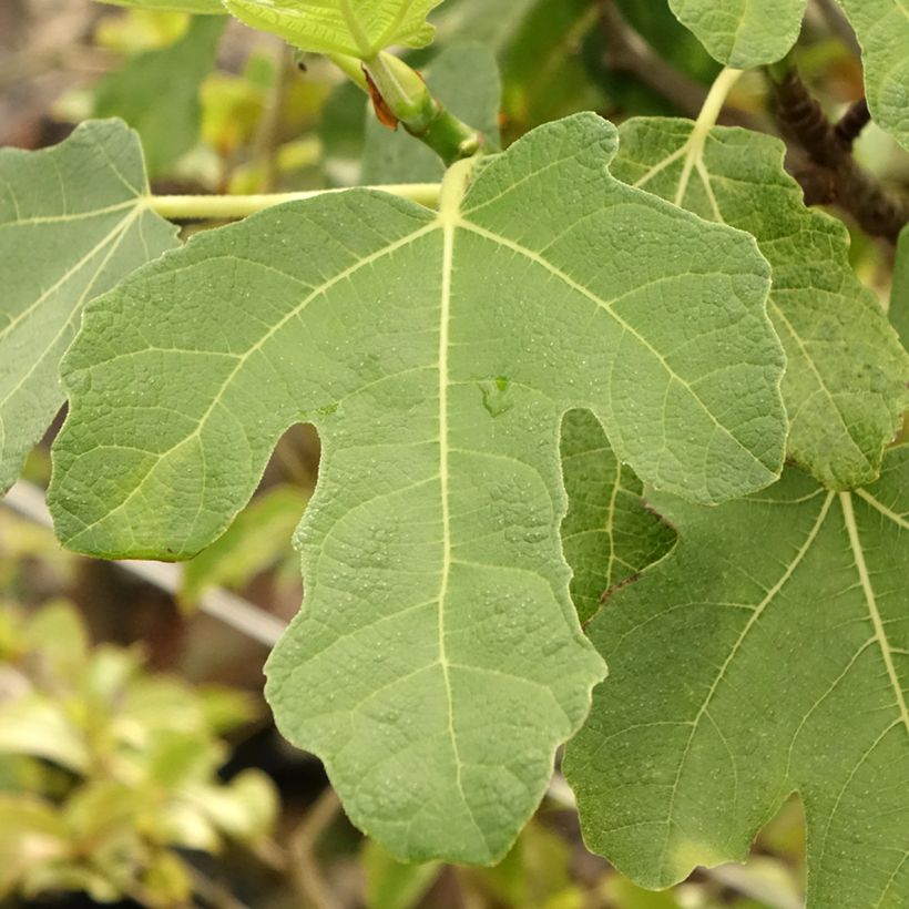 Feige Grise de Tarascon - Ficus carica (Foliage)