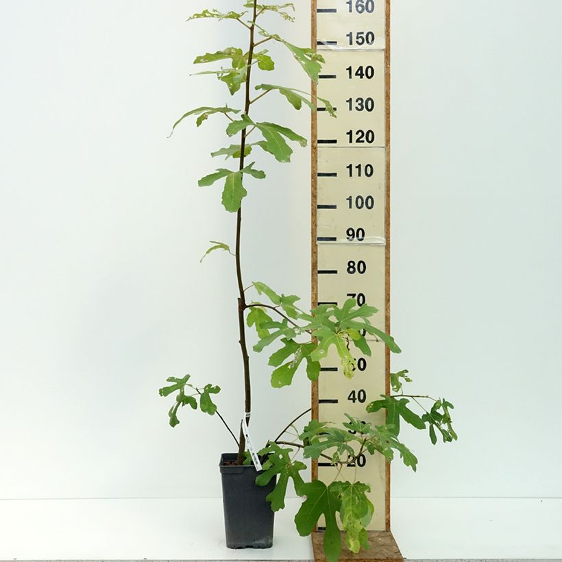 Exemplar von Feige Grise de Tarascon - Ficus carica Topf mit 4L/5L, Strauch wie im Sommer geliefert