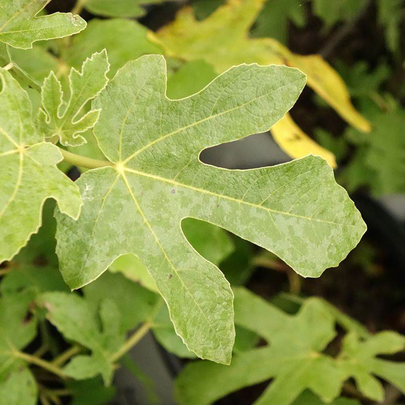 Feige Osborn Prolific - Ficus carica (Foliage)