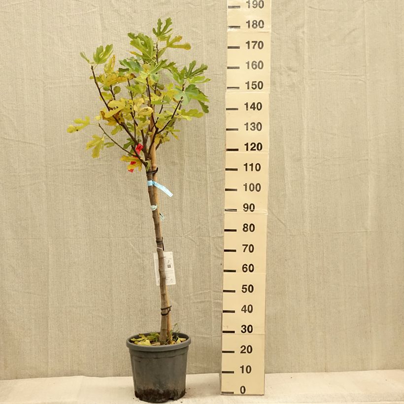 Example of Feige Ronde De Bordeaux - Ficus carica Topf mit 7,5L/10L, Halbstamm as you get in automne