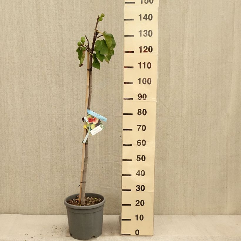 Example of Feige Sucre Vert - Ficus carica Topf mit 12L/15L, Halbstamm as you get in automne