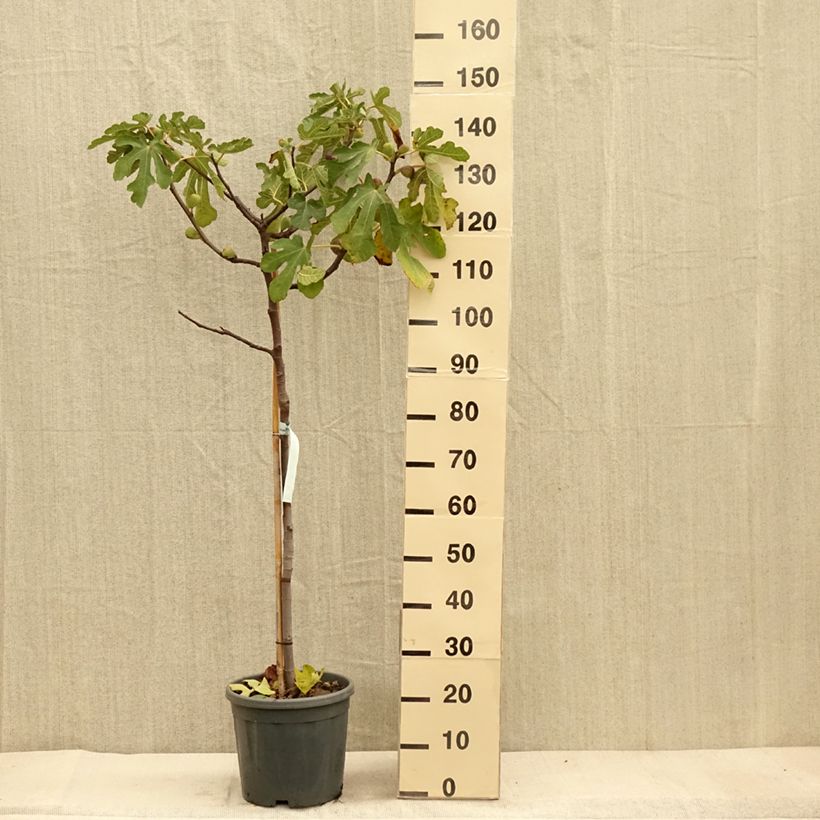 Example of Feige Sultane - Ficus carica Topf mit 12L/15L, Halbstamm as you get in automne