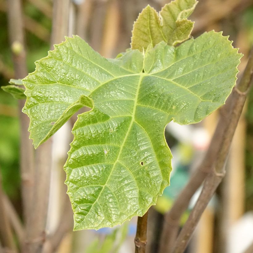 Feige Sultane - Ficus carica (Foliage)