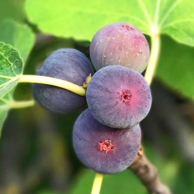 Feige Figality 'Majoam' - Ficus carica (Harvest)