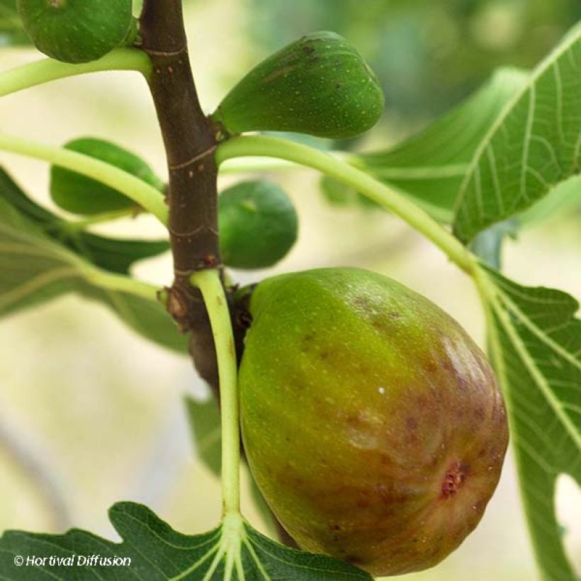 Feige Goutte d'Or - Ficus carica (Harvest)