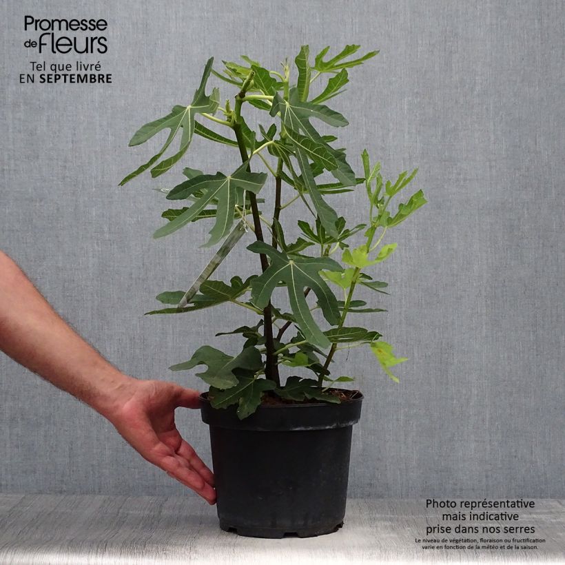 Example of Feige Goutte d'Or - Ficus carica Topf mit 3L/4L, Strauch as you get in automne