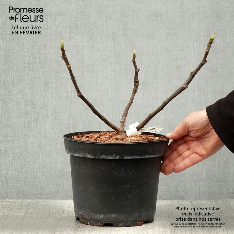 Exemplar von Feige Goutte d'Or - Ficus carica Topf mit 2L/3L wie im Winter geliefert