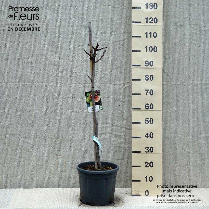 Exemplar von Feige Goutte d'Or - Ficus carica Topf mit 7,5L/10L, Halbstamm wie im Winter geliefert