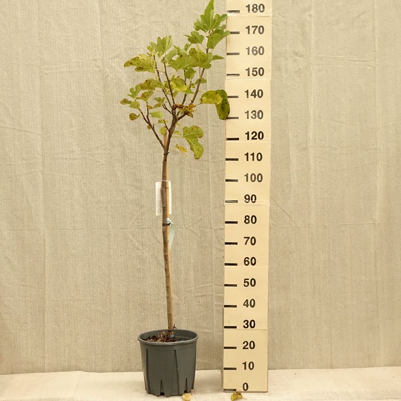 Example of Feige Grise de Saint Jean - Ficus carica Topf mit 12L/15L, Halbstamm as you get in automne