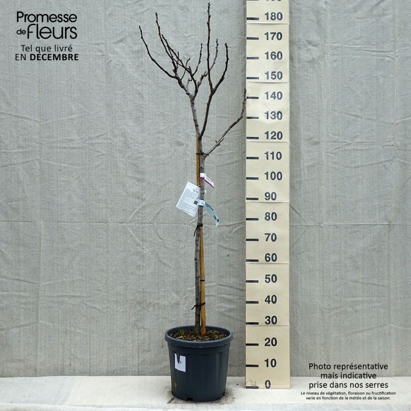 Exemplar von Feige Grise de Saint Jean - Ficus carica Topf mit 12L/15L, Halbstamm wie im Winter geliefert