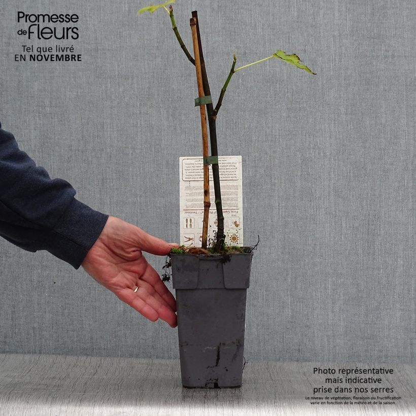 Example of Feige Perretta Gustissimo - Ficus carica Topf mit 2L/3L, Strauch as you get in automne