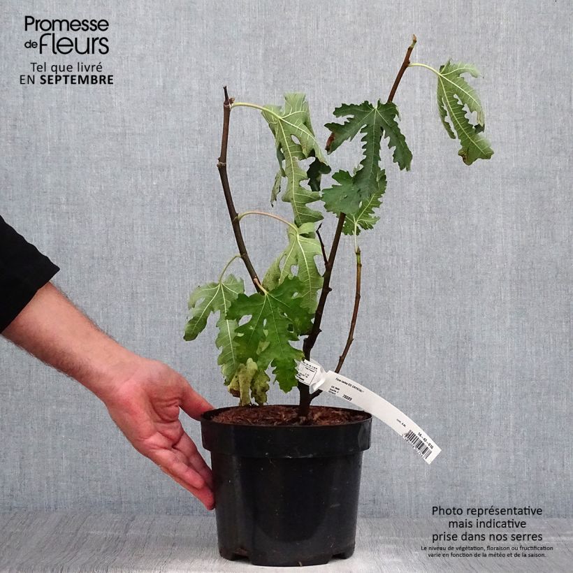 Example of Feige Ice crystal - Ficus carica Topf mit 4L/5L, Heister as you get in automne
