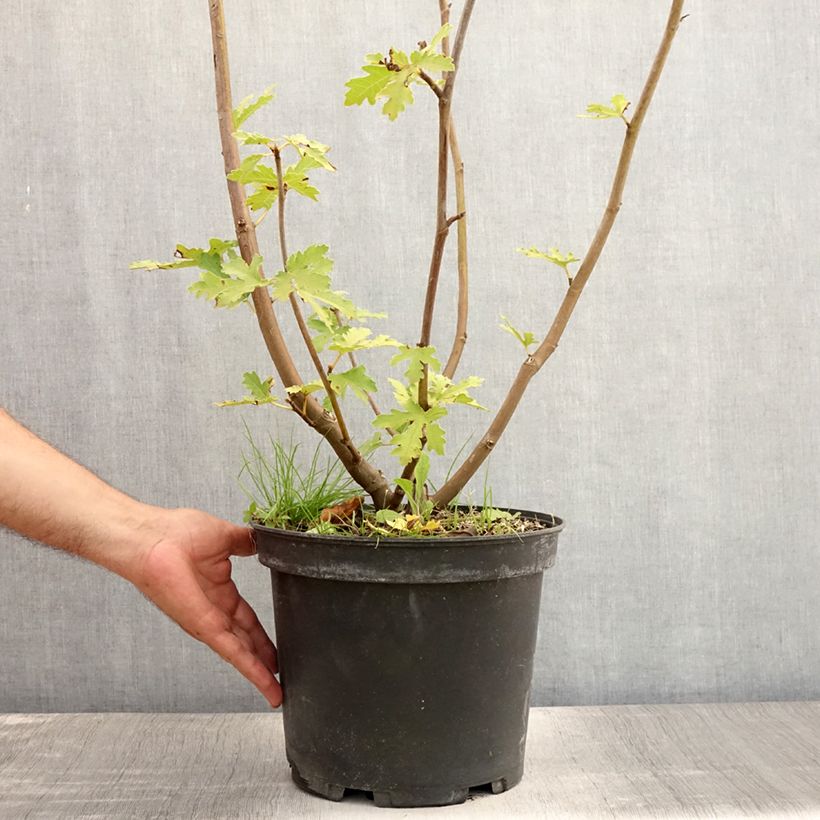 Example of Feige Ice crystal - Ficus carica Topf mit 4L/5L, Strauch as you get in ete