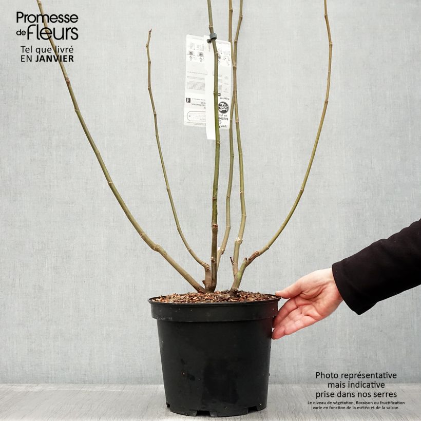 Exemplar von Feige Ice crystal - Ficus carica Topf mit 4L/5L, Strauch wie im Winter geliefert