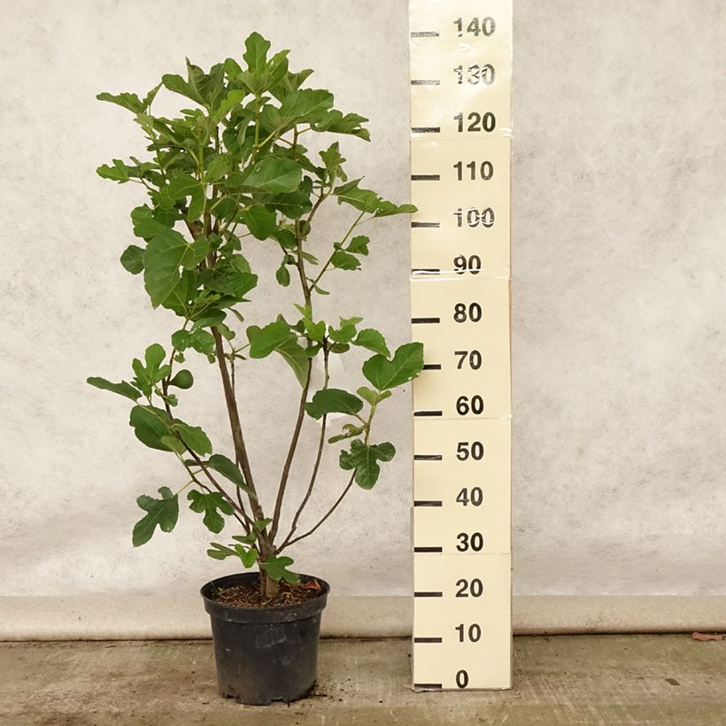 Example of Feige Jannot - Ficus carica Topf mit 7,5L/10L, Halbstamm as you get in ete