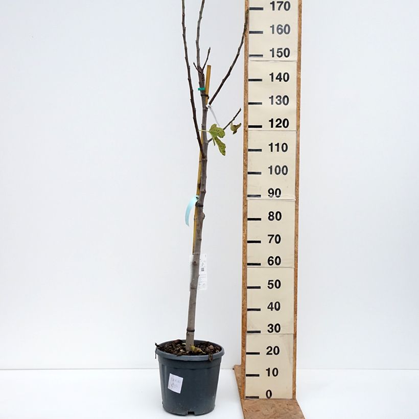 Exemplar von Feige Jannot - Ficus carica Topf mit 7,5L/10L, Halbstamm wie im Herbst geliefert