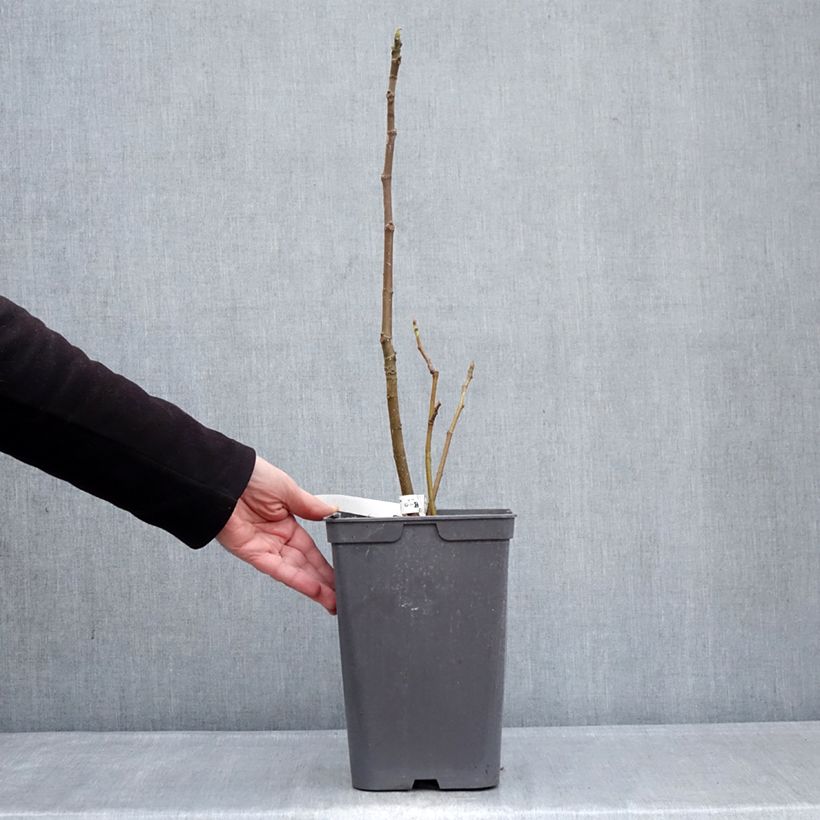 Exemplar von Feige Kadota - Ficus carica Topf mit 4L/5L wie im Winter geliefert