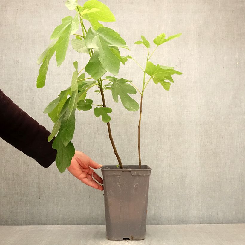 Exemplar von Feige Kadota - Ficus carica Topf mit 4L/5L wie im Frühjahr geliefert
