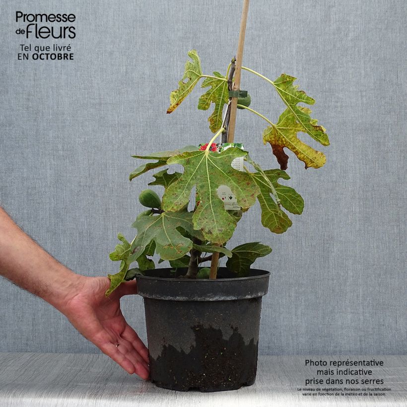 Example of Feige Kadota - Ficus carica Topf mit 4L/5L as you get in automne