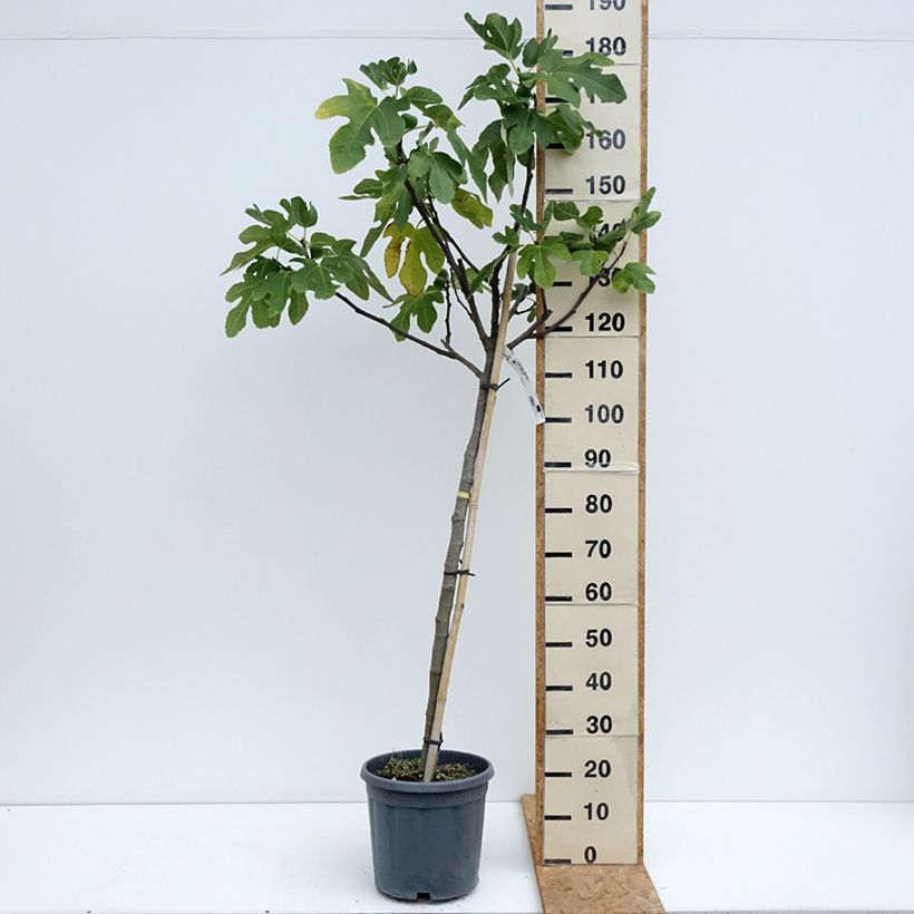 Example of Feige Longue d'Août - Ficus carica Topf mit 12L/15L, Halbstamm as you get in ete