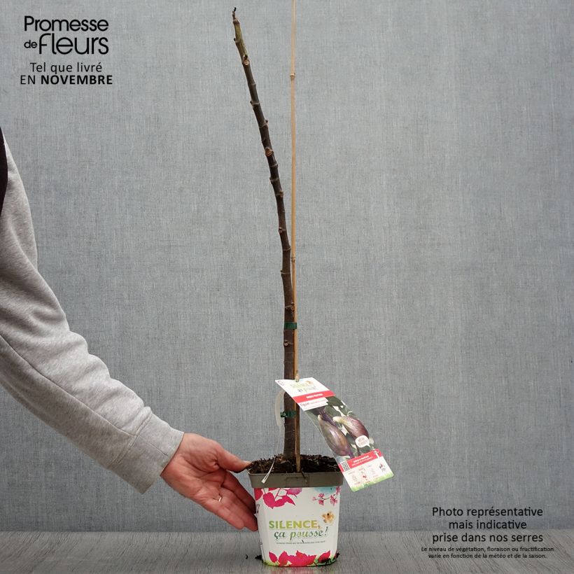 Example of Feige Madeleine des Deux saisons - Ficus carica Topf mit 2L/3L, Strauch as you get in automne
