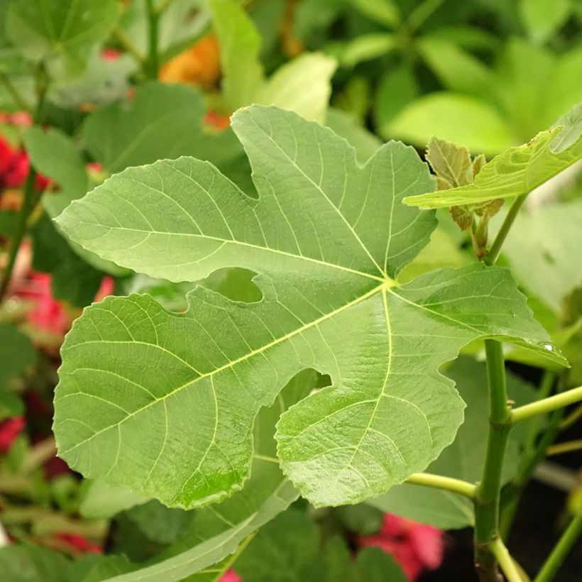 Feige Madeleine des Deux saisons - Ficus carica (Foliage)