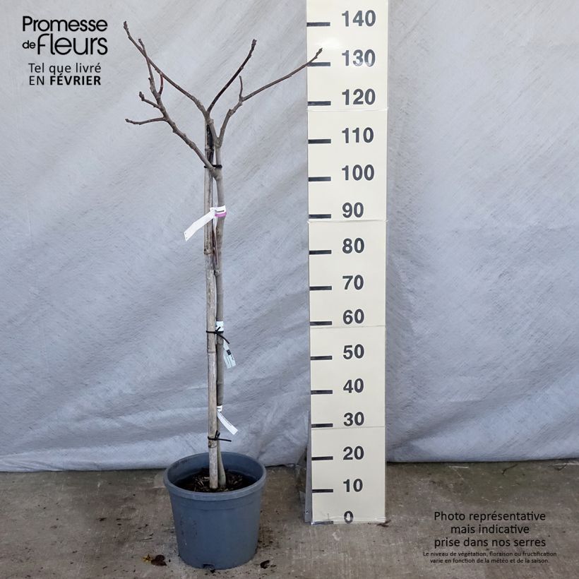 Example of Feige Madeleine des Deux saisons - Ficus carica Topf mit 7,5L/10L, Gobelet-Form as you get in hiver