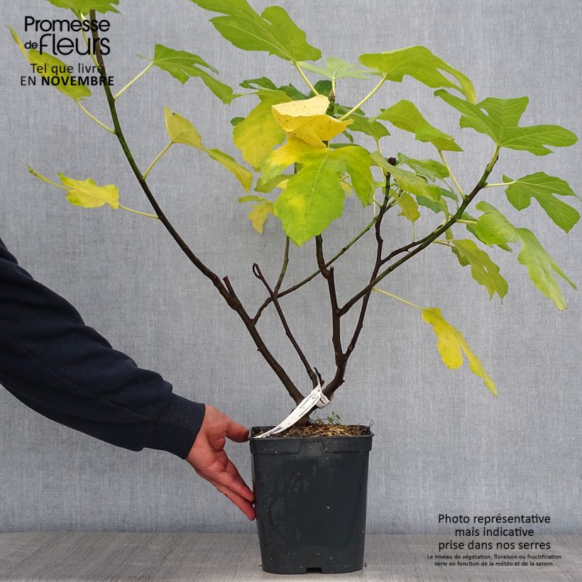Example of Feige Marseillaise - Ficus carica Topf mit 4L/5L as you get in automne