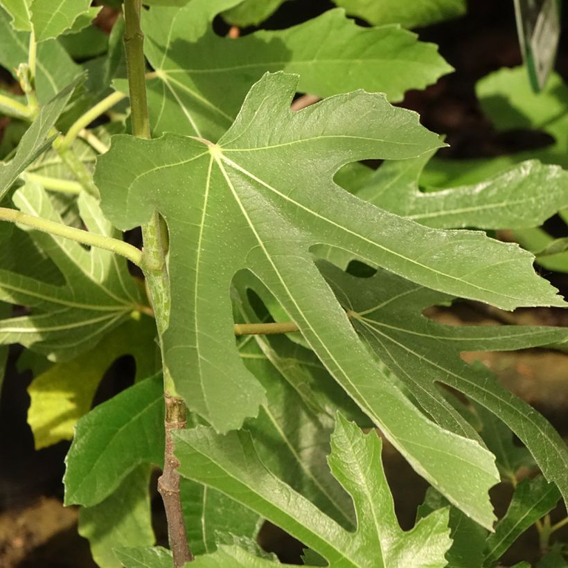 Feige Figality 'Majoam' - Ficus carica (Foliage)