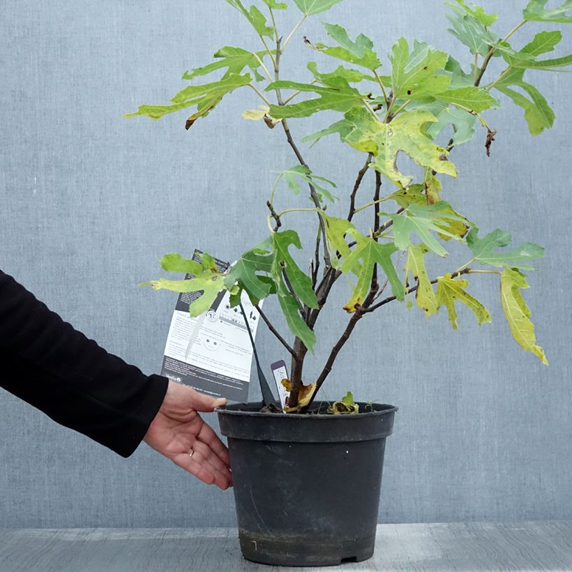 Example of Feige Figality 'Majoam' - Ficus carica Topf mit 7,5L/10L, Strauch as you get in automne