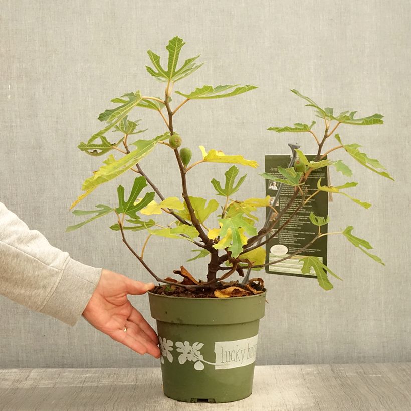 Example of Ficus carica Lucky Berry - Echte Feige Topf mit 4L/5L, Strauch/Busch, mehrstämmig as you get in automne