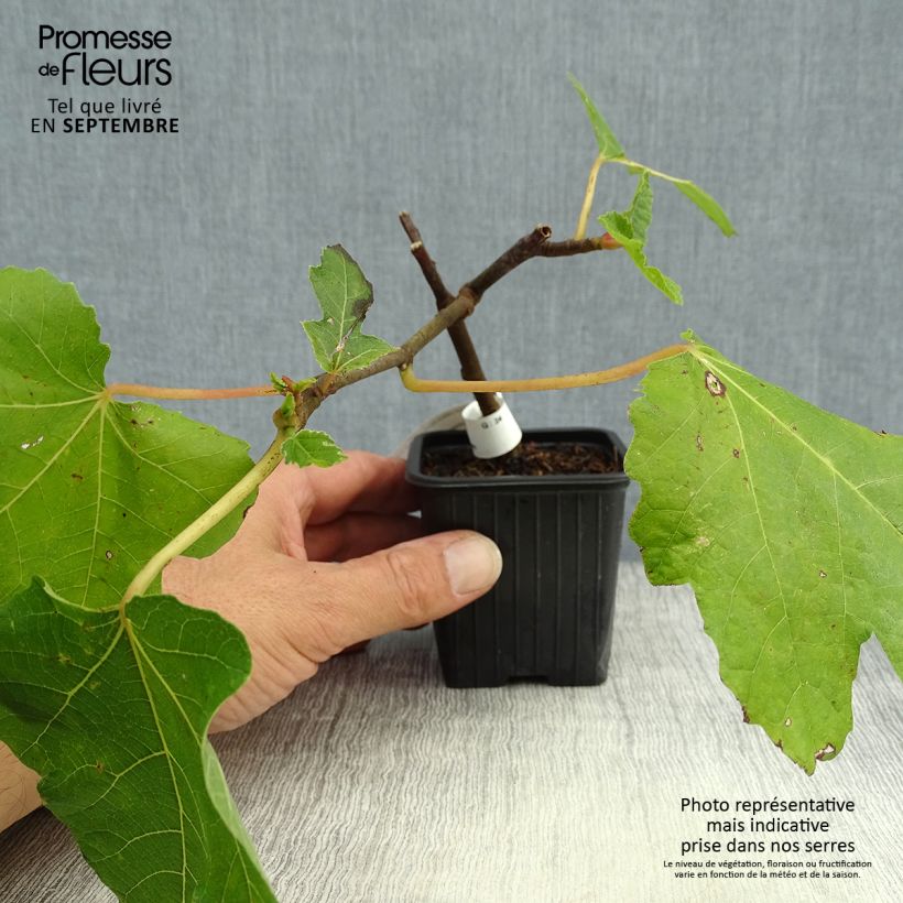 Example of Feige Noire de Bellone - Ficus carica Kleine Töpfe von 8/9 cm as you get in automne