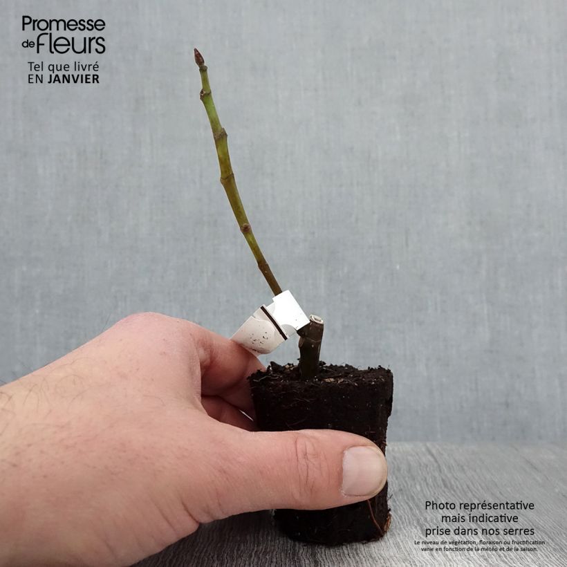 Exemplar von Feige Noire de Bellone - Ficus carica Kleine Töpfe von 8/9 cm wie im Winter geliefert