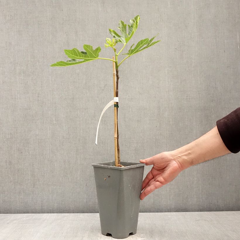 Exemplar von Feige Noire de Bellone - Ficus carica Topf mit 3L/4L, Strauch wie im Frühjahr geliefert