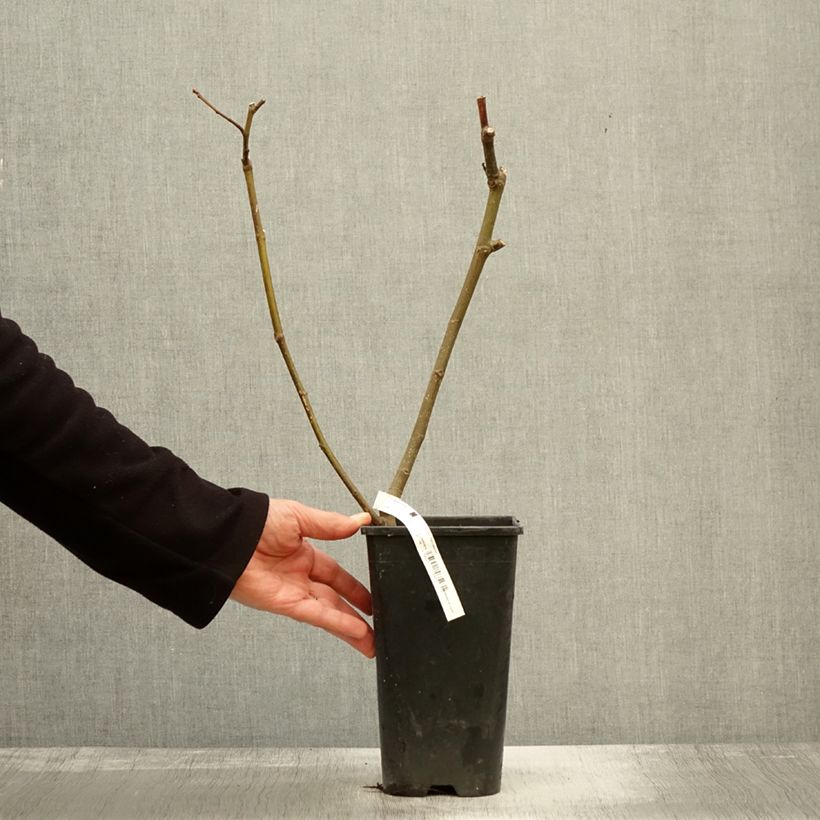 Example of Feige Noire de Bellone - Ficus carica Topf mit 2L/3L, Strauch as you get in automne