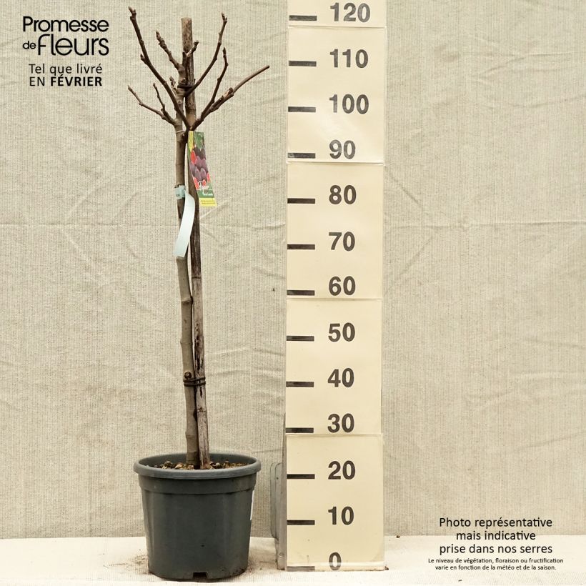 Example of Feige Noire de Caromb - Ficus carica Topf mit 7,5L/10L as you get in hiver