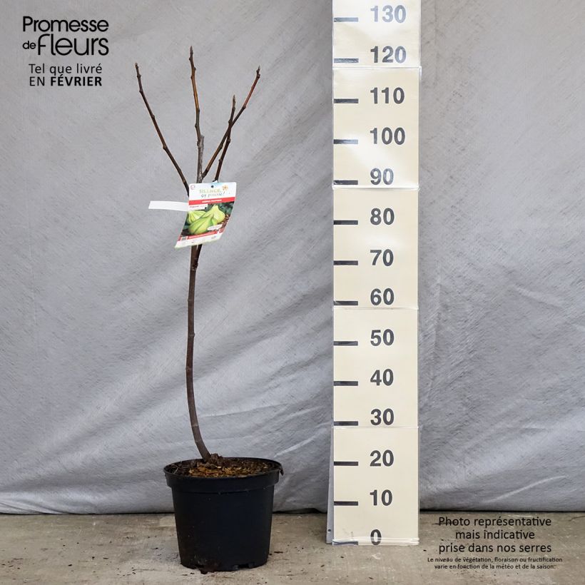 Exemplar von Feige Panachée - Ficus carica Topf mit 7,5L/10L, 1/4 Stängel wie im Winter geliefert