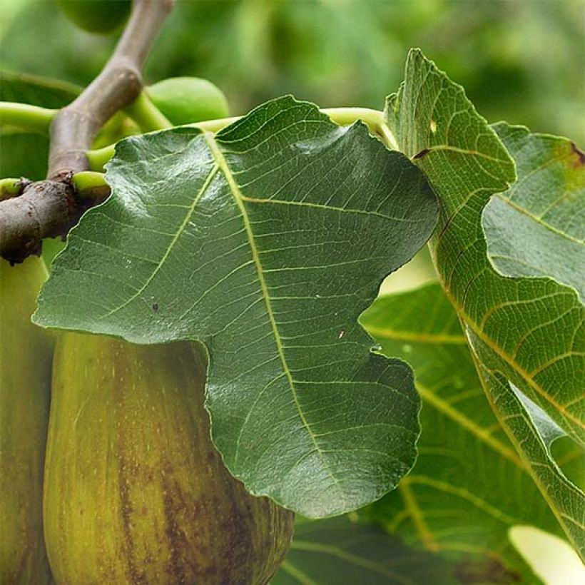 Feige Précoce de Dalmatie - Ficus carica (Foliage)