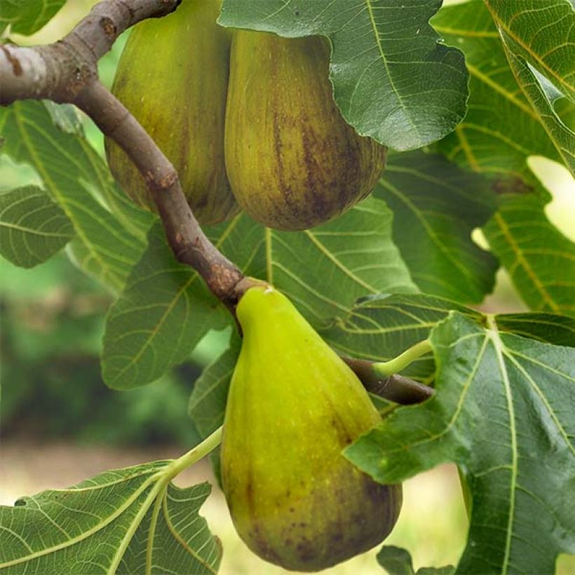Feige Précoce de Dalmatie - Ficus carica (Flowering)
