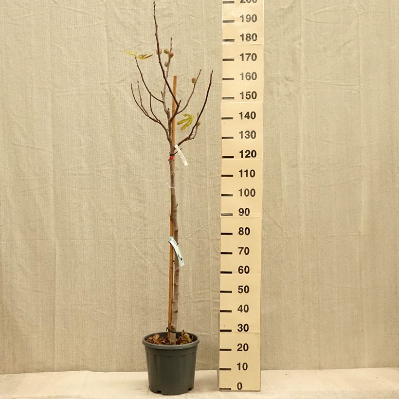 Example of Feige Précoce de Dalmatie - Ficus carica Topf mit 12L/15L, Halbstamm as you get in automne
