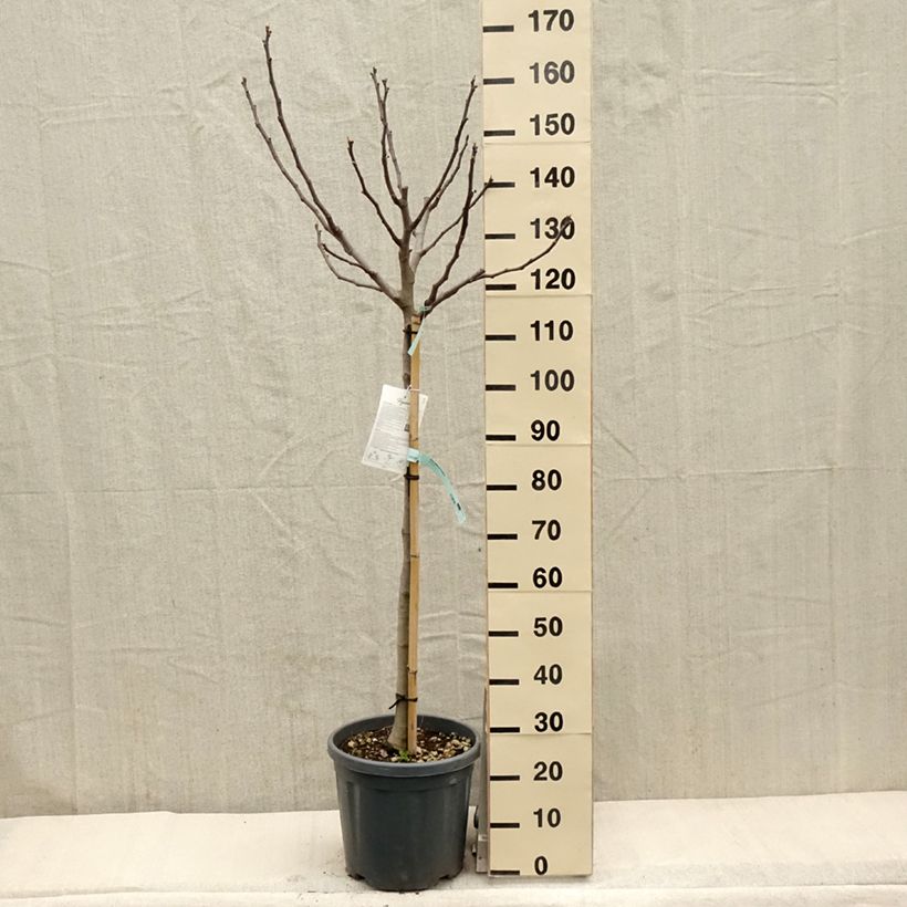 Exemplar von Feige Précoce de Dalmatie - Ficus carica Topf mit 12L/15L, Halbstamm wie im Frühjahr geliefert