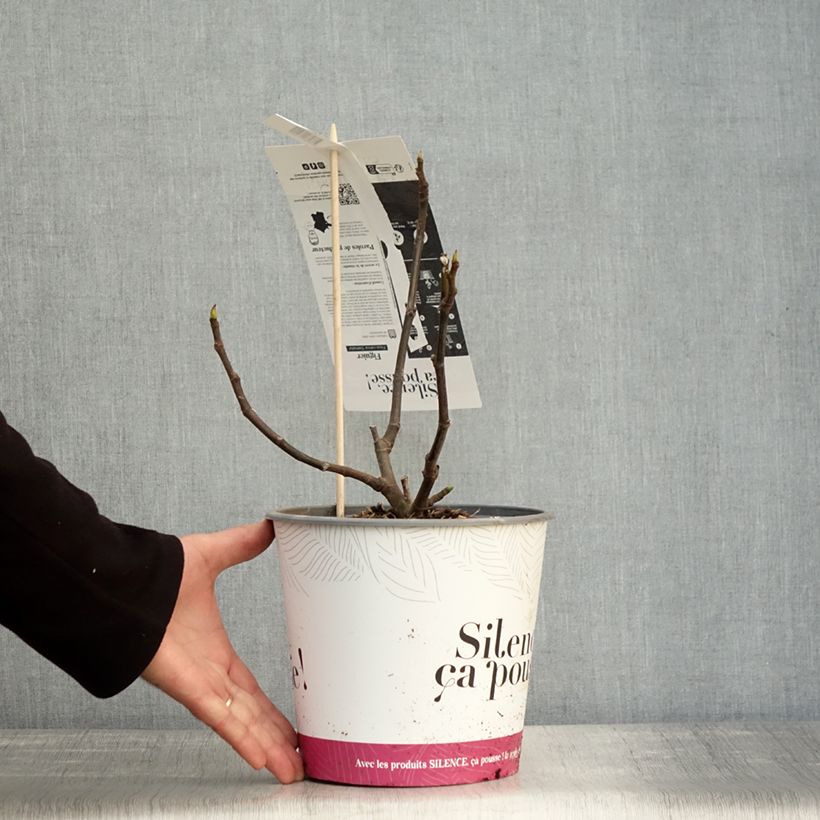 Example of Feige Précoce de Dalmatie - Ficus carica Topf mit 4L/5L, Strauch as you get in automne