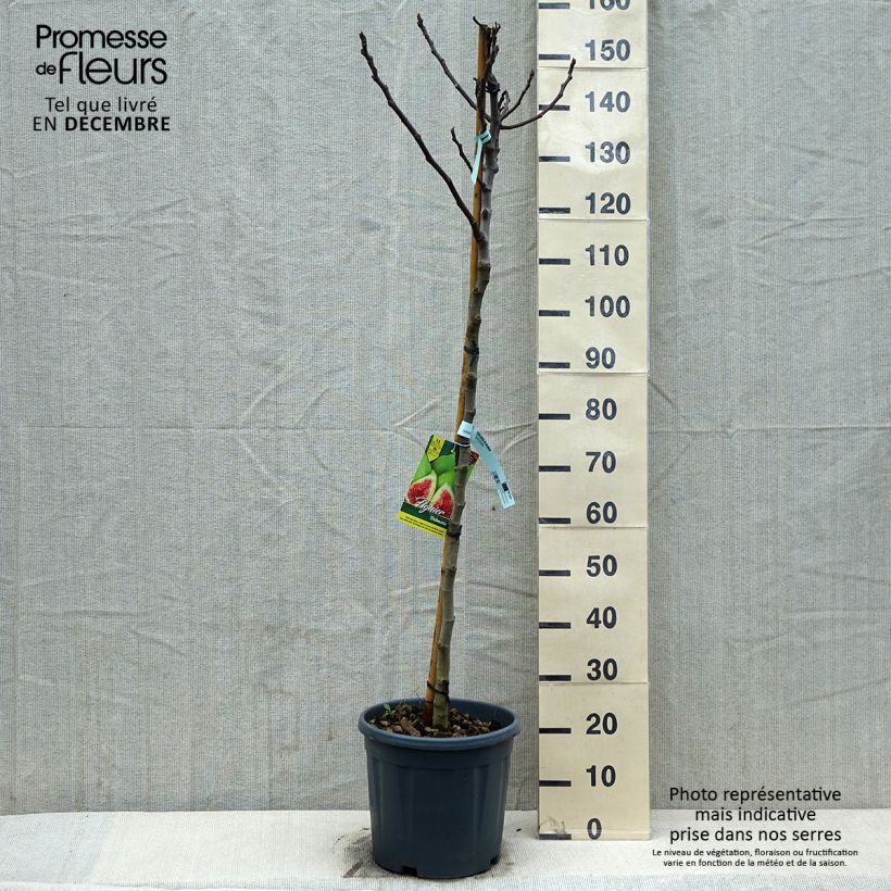 Exemplar von Feige Précoce de Dalmatie - Ficus carica Topf mit 12L/15L, Halbstamm wie im Winter geliefert
