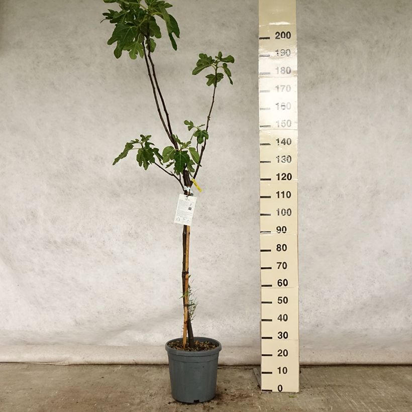 Example of Feige Rouge de Bordeaux - Ficus carica Topf mit 12L/15L, Halbstamm as you get in ete
