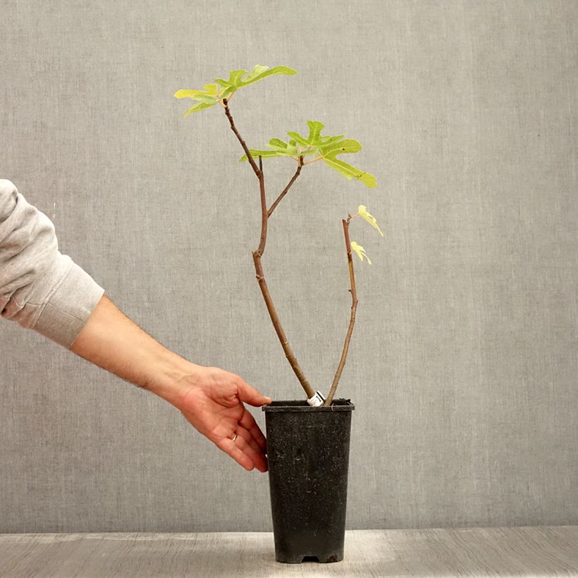 Example of Feige Rouge de Bordeaux - Ficus carica Topf mit 2L/3L, Strauch as you get in automne