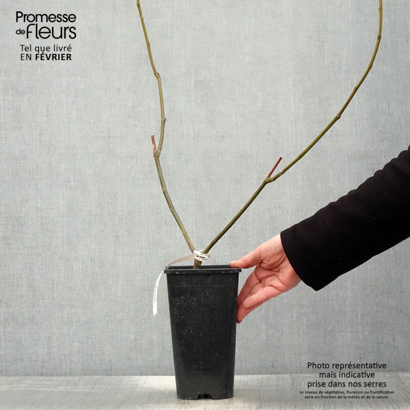 Exemplar von Feige Rouge de Bordeaux - Ficus carica Topf mit 2L/3L wie im Winter geliefert