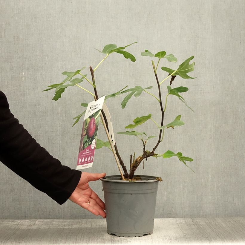 Example of Feige Rouge de Bordeaux - Ficus carica Topf mit 4L/5L, Strauch as you get in automne