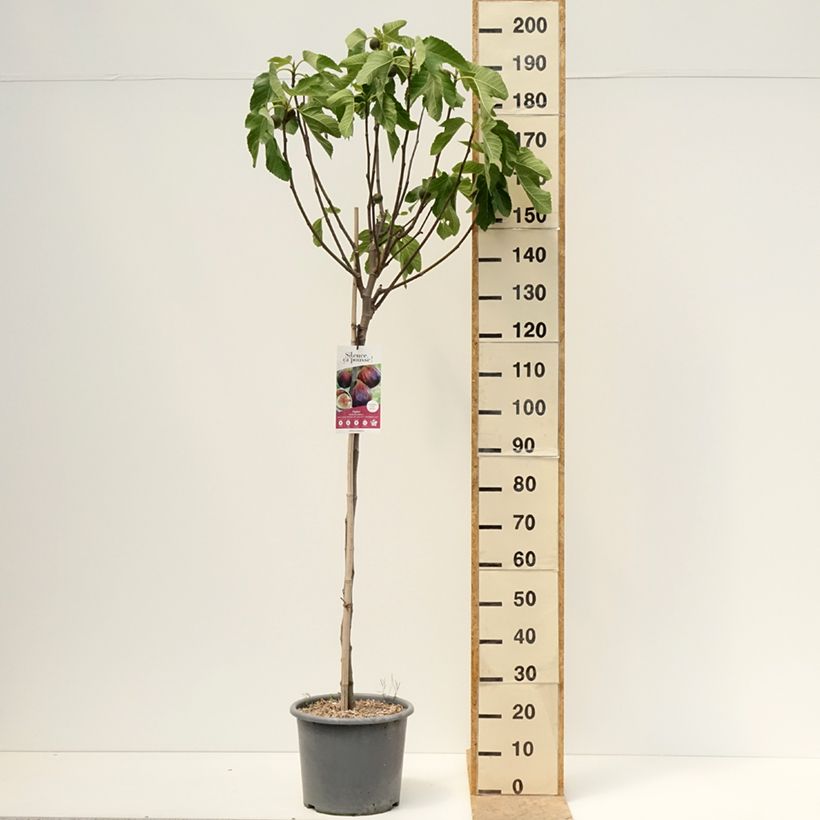 Example of Feige Rouge de juillet 'Minfigfor' - Ficus carica Topf mit 12L/15L, Halbstamm as you get in printemps